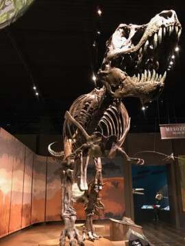The Tellus Museum Review Cartersville