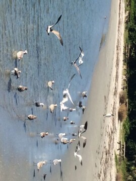 Sebastian Inlet State Park