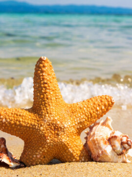 Cheap Florida Vacation, Budget-Friendly Florida Vacation, Florida