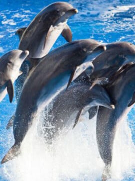 SeaWorld Orlando Preschool Card, SeaWorld Orlando Preschool Free Tickets, Aquatica Free Tickets
