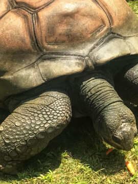 Zoo Atlanta Wild Encounters, Zoo Atlanta Tips, Zoo Atlanta Wild Encounters Review, Zoo Atlanta Expereinces