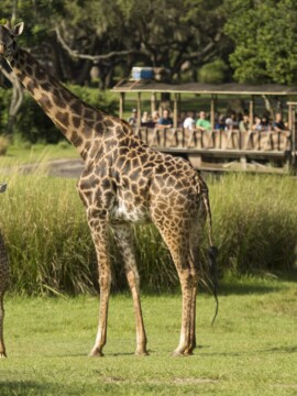 Animal Kingdom Itinerary, Planning A Day At Disney's Animal Kingdom, Rides at Disney's Animal Kingdom Park, Animal Kingdom Park Guide