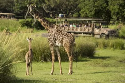 Animal Kingdom Itinerary, Planning A Day At Disney's Animal Kingdom, Rides at Disney's Animal Kingdom Park, Animal Kingdom Park Guide