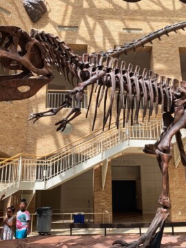 Fernbank Museum, Fernbank Museum Atlanta, Visiting Atlanta's Fernbank Museum, Fernbank After Dark