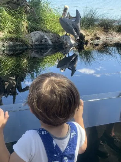 South Carolina Aquarium Exhibits, South Carolina Aquarium For Kids, Things To Do In Charleston With Kids