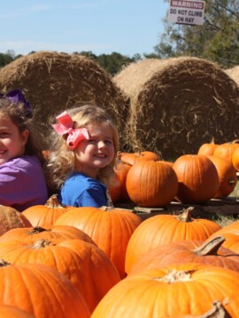 Southern Belle Farm Field Trips, Atlanta Farm Field Trips, Atlanta Farms