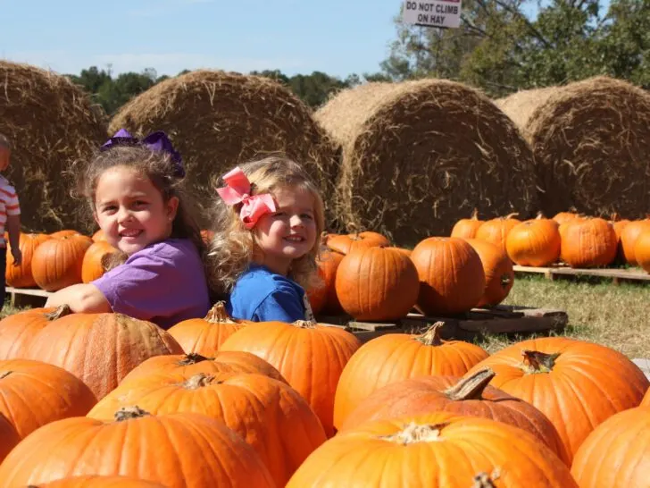 Southern Belle Farm Field Trips, Atlanta Farm Field Trips, Atlanta Farms
