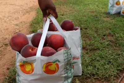 Southern Belle Farm Peaches, Southern Belle Peach Season, Summer U-Pick Farms Atlanta