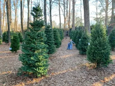 Christmas Trees Atlanta, Where To Buy An Atlanta Christmas Tree, North Fulton Christmas Tree Farm