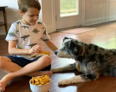 Pumpkin Dog Bones, Pumpkin Dog Treats