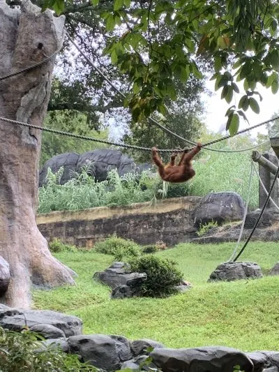 Zoo Atlanta Monkeys