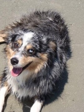 Tips for comforting your dying dog