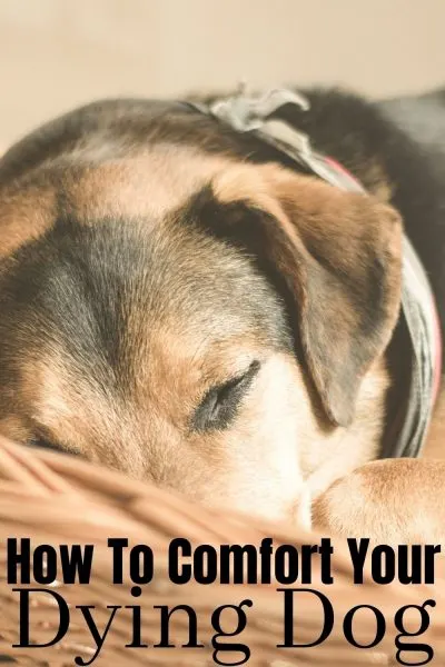 9 tips for comforting your dying dog, from home, with natural options. #Dogs #Pets #DogTips #DogsandPuppies 9 tips for comforting your dying dog, from home, with natural options.
