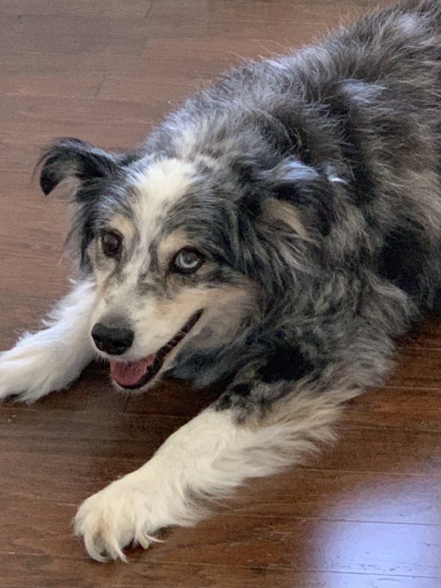 11 Natural Ways To Comfort Your Dying Dog (At Home)