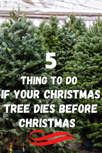 What to do if your Christmas tree dies before Christmas Day to save it! 