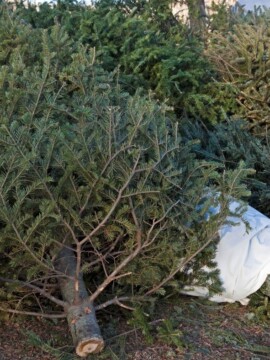 How To Recycle A Christmas Tree After Christmas Day