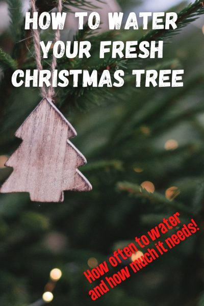 How to water your fresh Christmas tree and how much water it needs every day!