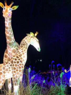 Zoo Atlanta IllumiNights Event With Kids