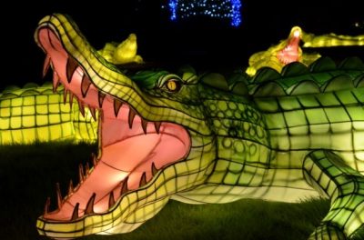 Alligator Chinese Lantern Zoo Atlanta