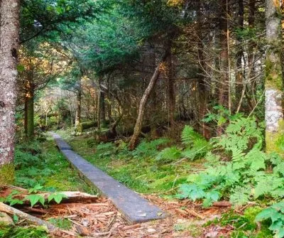 Smoky Mountains Walking Trail