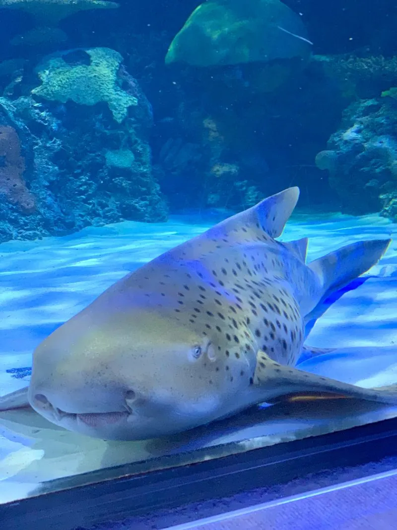 Virginia Beach Aquarium Shark