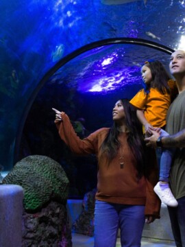 Virginia Aquarium Special Encounters