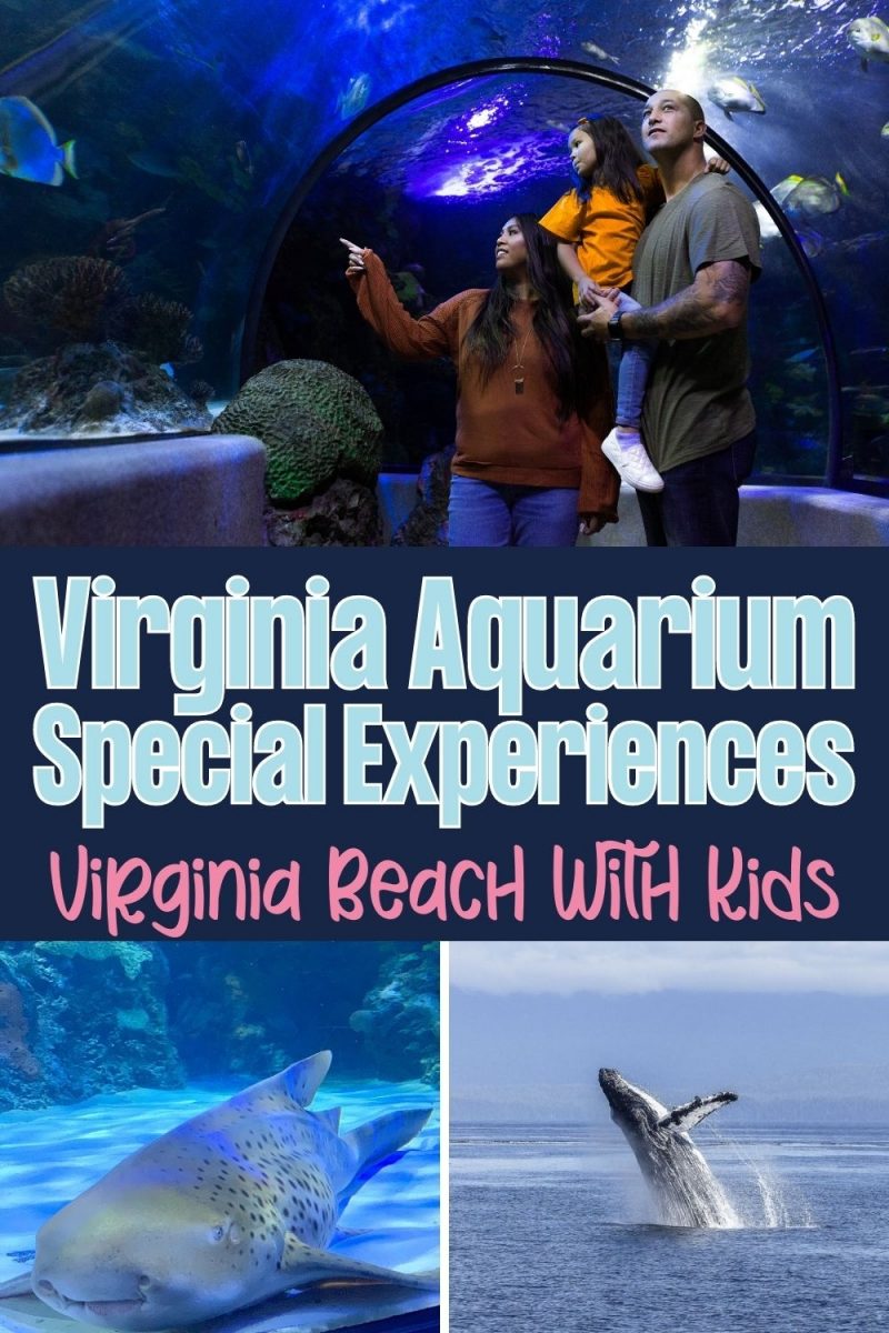 If you're in Virginia Beach with kids, you've got to check out the Virginia Aquarium and these unique experiences. 