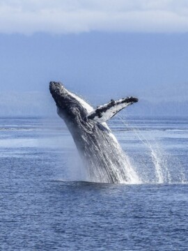 Virginia Beach Attractions For Kids
