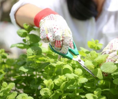 growing your own herbs