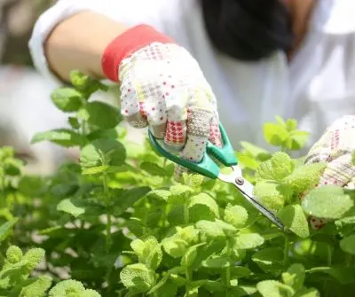 growing your own herbs