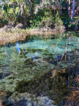 Florida natural springs state parks