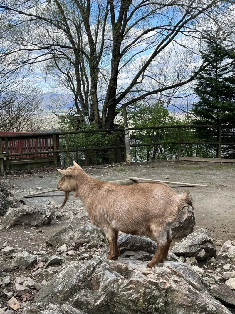 Mountain Goat At Mill Mountain Zoo