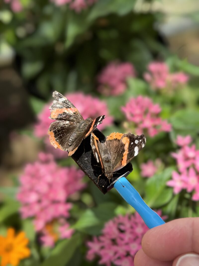 Butterfly at the Chattahoochee Nature Center