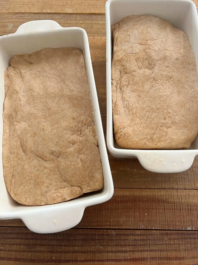 Forming two loaves in pans