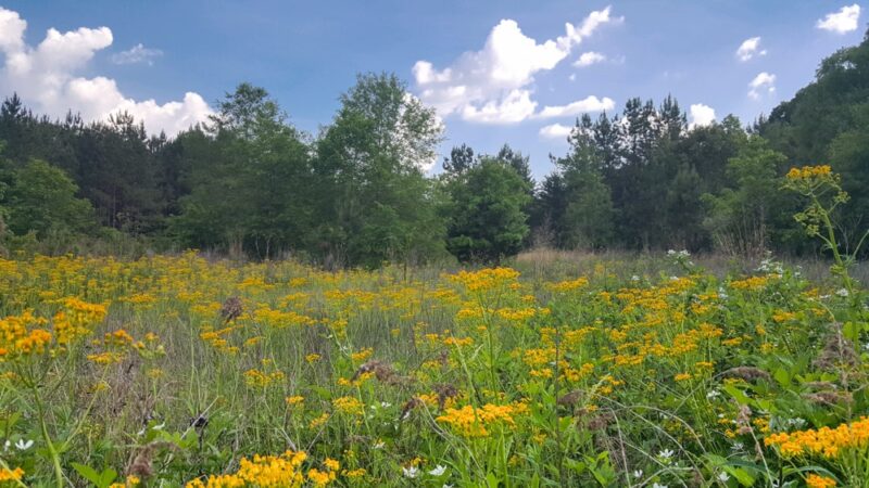Songbird Nature Trail