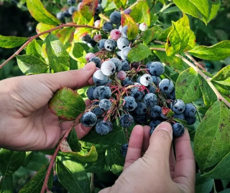 Blueberry picking at Miller's Farm