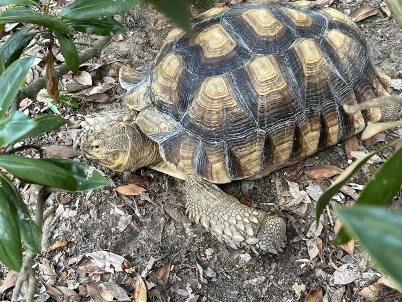 Oxbow meadows turtle