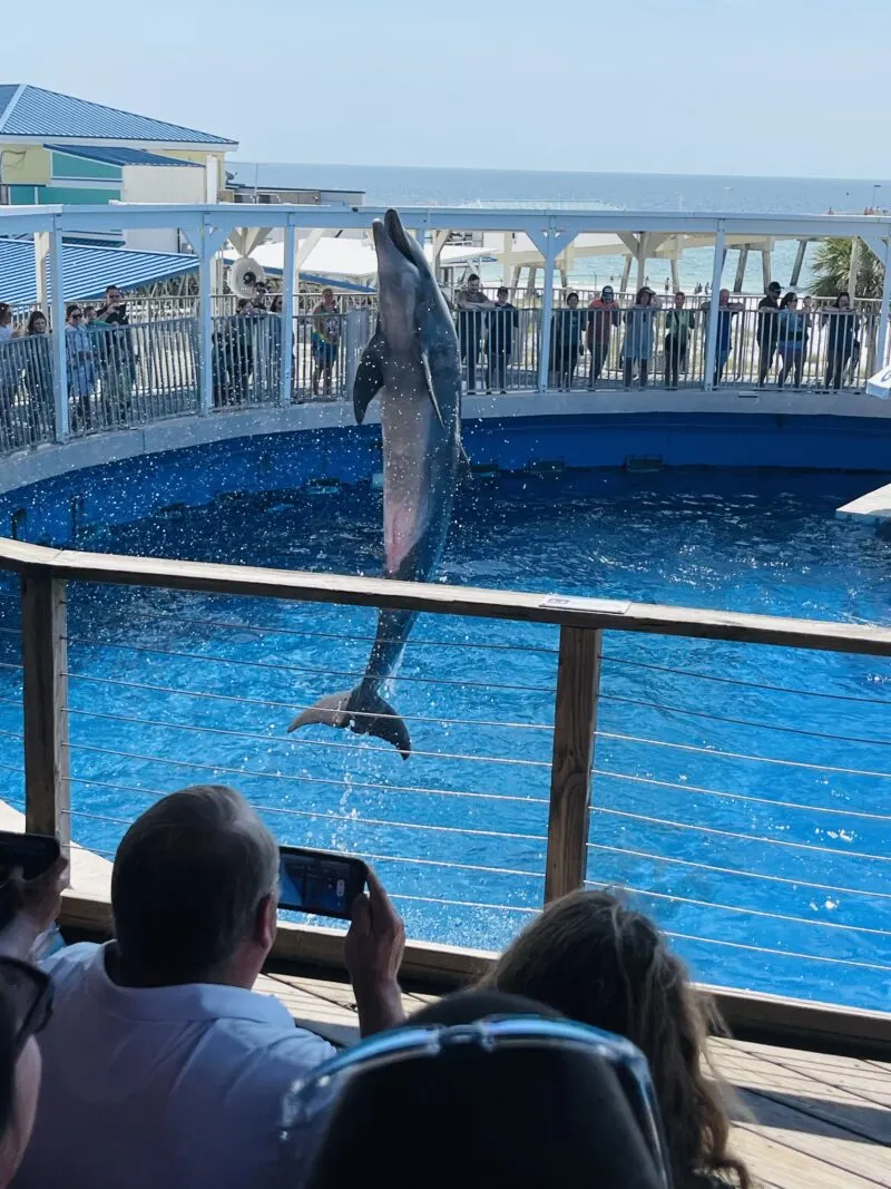 Gulfarium dolphin show