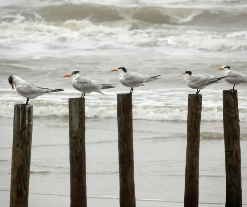 Mustang island state park is one of the best places to visit in texas.