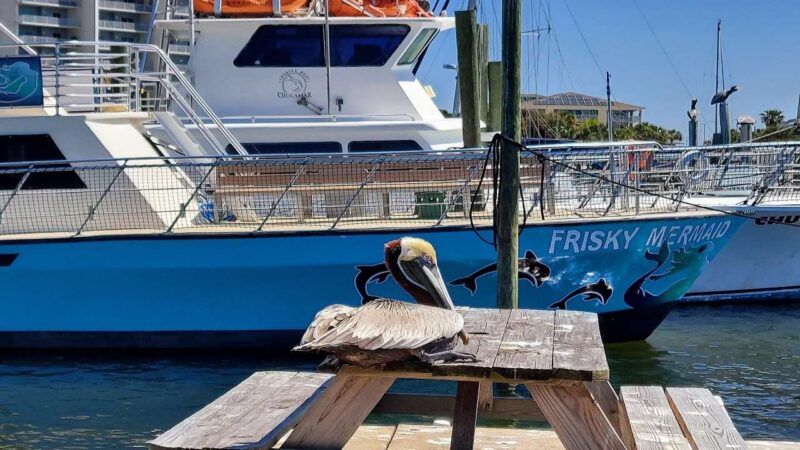 Pelican on a picnic table in front of a boat.
Frisky Mermaid Boat Tours Pensacola