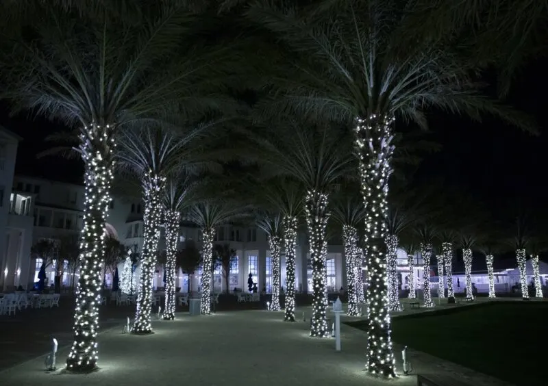 Christmas lights on palm trees Sandestin