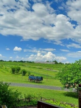Vineyard under blue sky