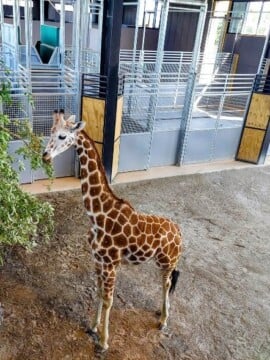 giraffe eating browse