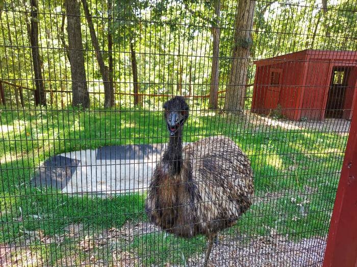 Emu at the World Bird Sanctuary in St. Louis