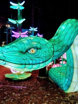 The Chinese Lantern Festival in Cary, NC