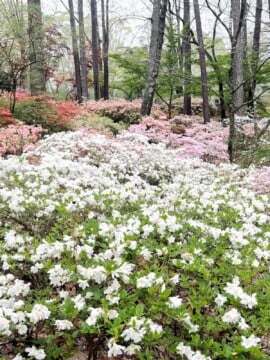 Complete Guide to visiting Callaway Resort & Gardens With kids.