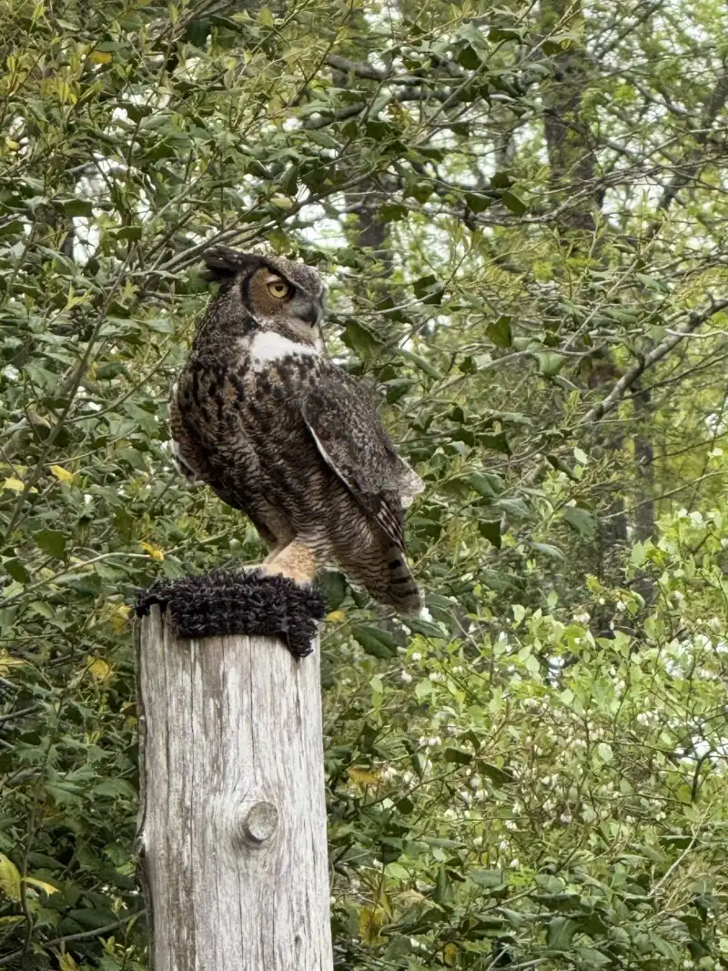 The Birds of Prey Show 