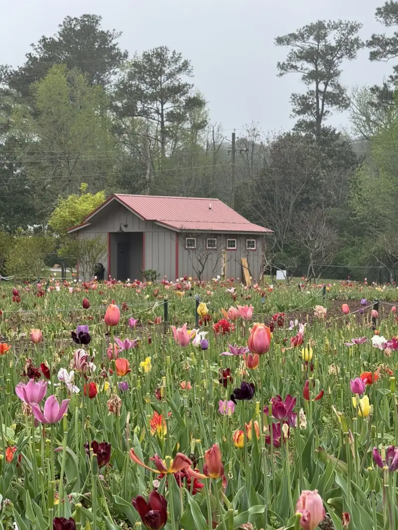 Cason's Garden Tulips