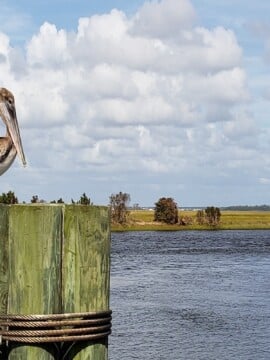 Complete guide to bringing kids to Hammocks Beach State Park in Swansboro.