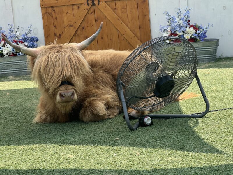 SkyLand Ranch has many miniature animals for photos.
